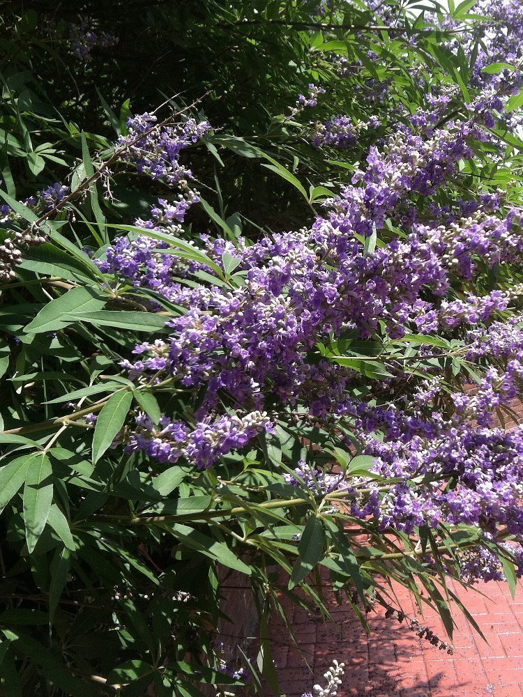 Herbstblumen Und Pflanzen: Tipps Für Den Herbstlichen Blumengarten ...