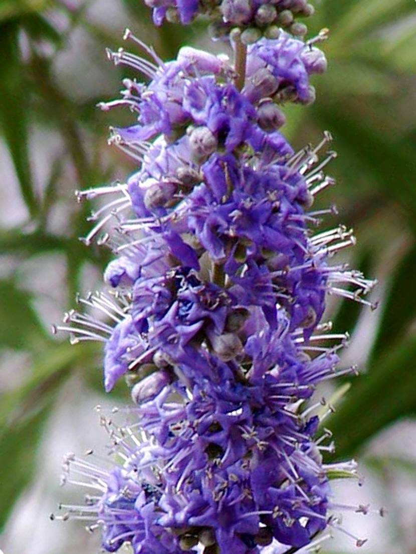 herbstblumen-1-3