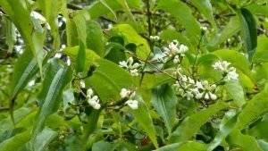herbstblumen-1-4