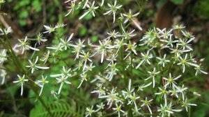 herbstblumen-1-5