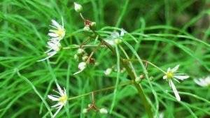 herbstblumen-1-6