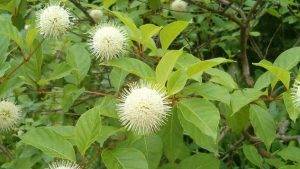herbstblumen-1-7