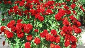 herbstblumen-1-9