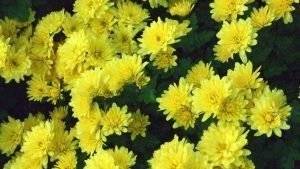 herbstblumen-2-1
