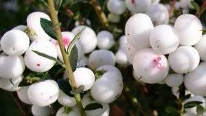 herbstblumen-2-3