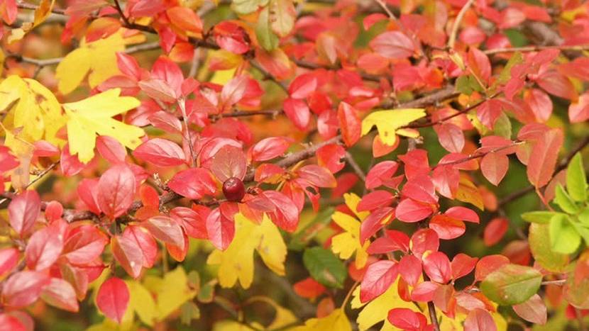 herbstblumen-2-4