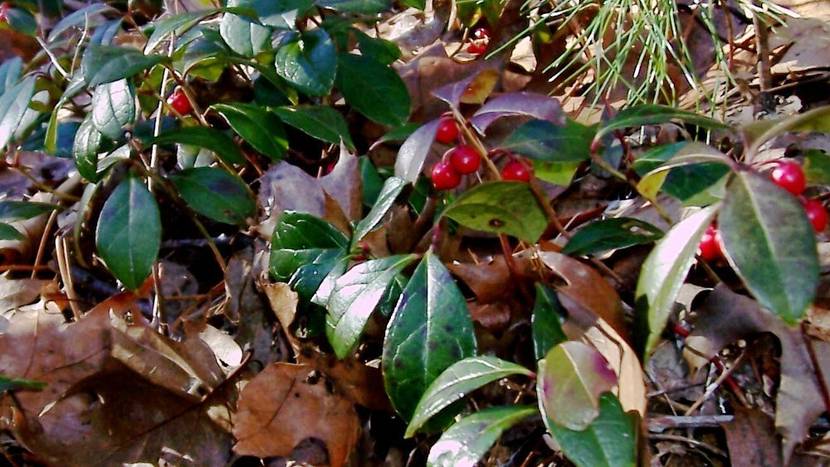 herbstblumen-2-7