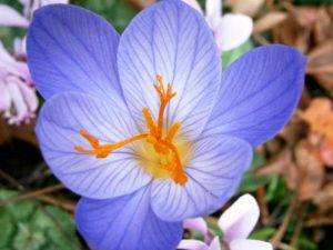 herbstblumen-2-8