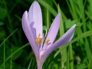 herbstblumen-2-9