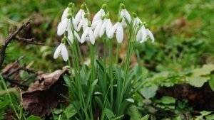 herbstblumen-3-1