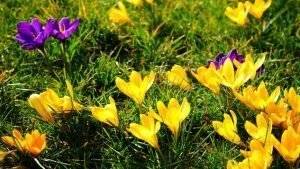 herbstblumen-3-2
