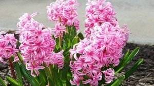 herbstblumen-3-3