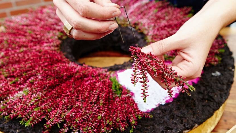 Nach dem Trocknen des Leims die Calluna vulgaris feststecken