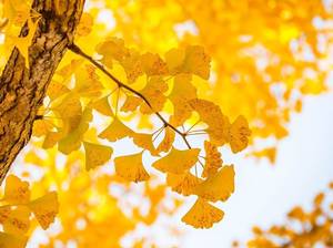 herbstlaub-basteln-ginko