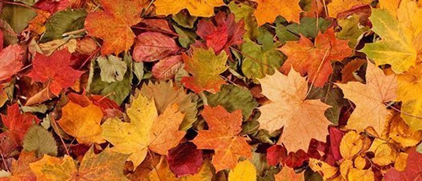 herbstlaub