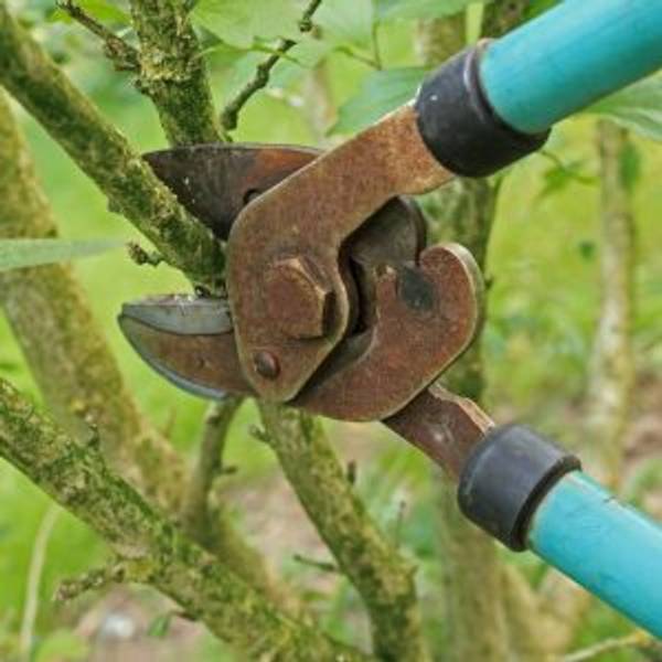 Herbstschnitt im Garten Bäume und Sträucher schneiden heimwerker.de