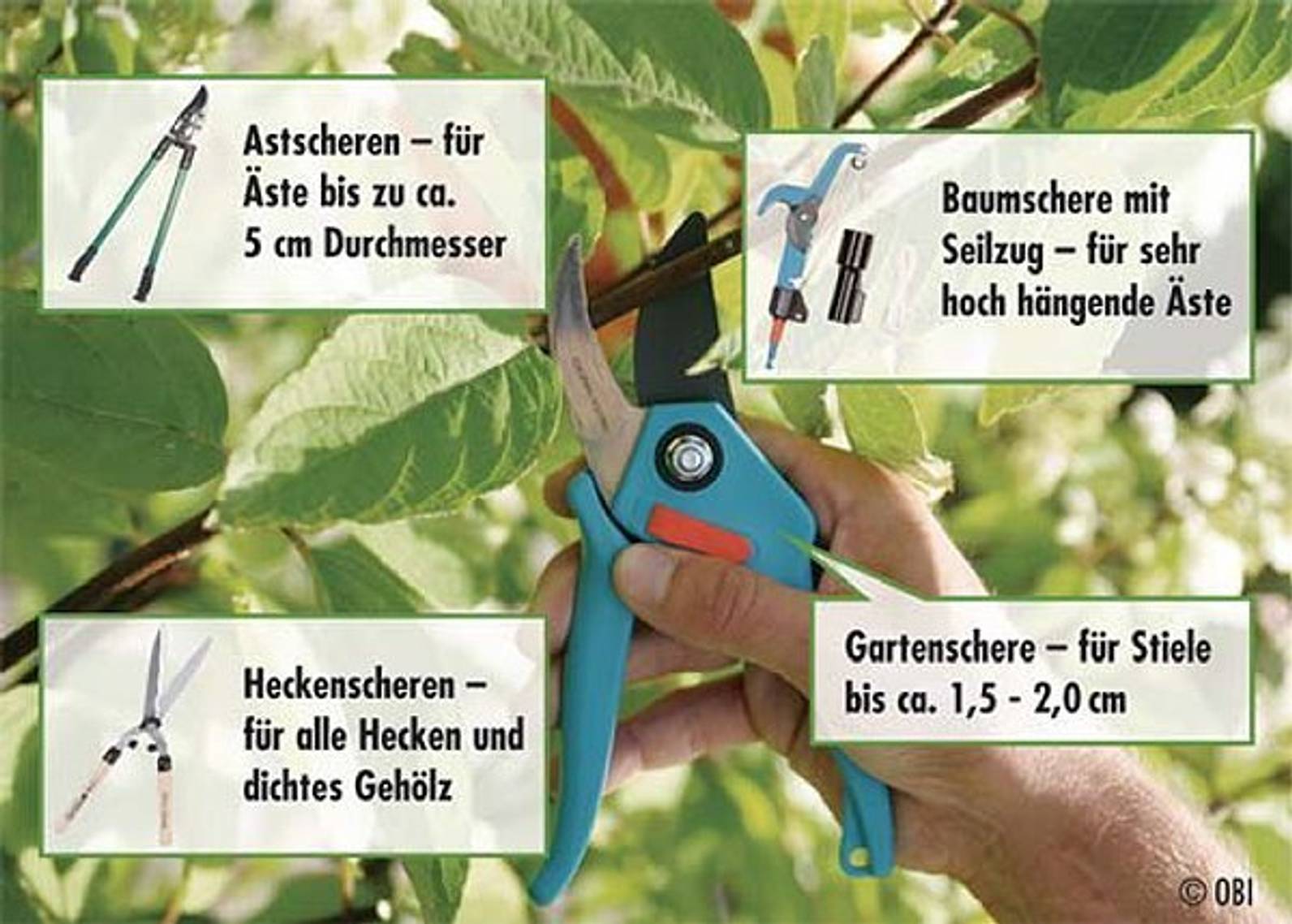 Herbstschnitt im Garten Bäume und Sträucher schneiden heimwerker.de