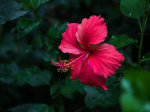 hibiskus-chinesischer-hibiskus