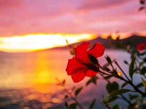 hibiskus-herkunft