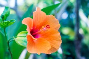 orangene bluete einer hibiskus-art