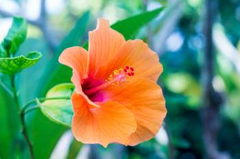Hibiskus pflegen: 5 Anleitungen fr die bltenprchtige Zierpflanze