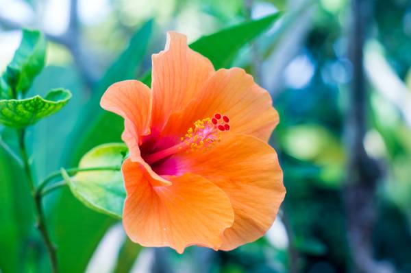 Hibiskus pflegen 5 Anleitungen für die blütenprächtige Zierpflanze