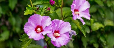 Hibiskus pflegen: 5 Anleitungen für die blütenprächtige Zierpflanze