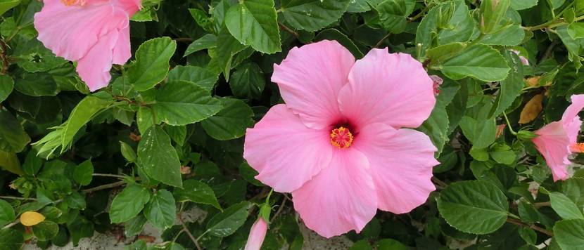 hibiskus-standort im garten