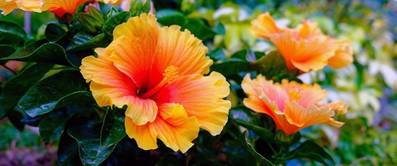 hibiskus-pflegen
