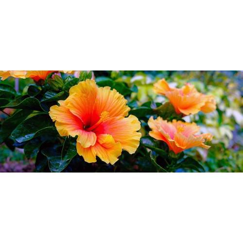 compo rhododendron langzeit-dünger 2 kg COMPO BIO Rhododendron- und Hortensien Langzeit-Dünger mit Schafwolle  kaufen main image 1