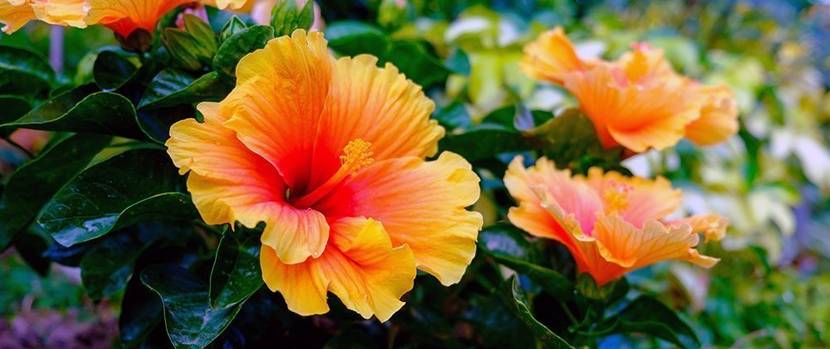 hibiskus-pflegen