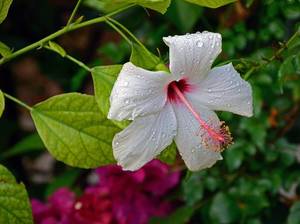 hibiskus-richtig-pflegen