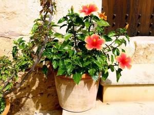 hibiskus-topfpflanze