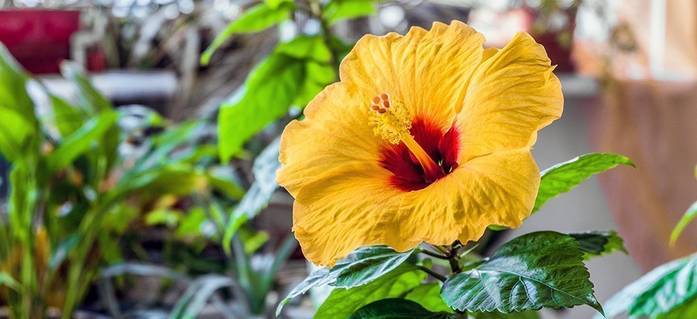 Hibiskus pflegen 5 Tipps für die exotische Pflanze heimwerker.de