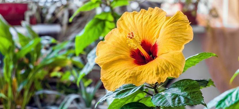 hibiskus-zimmerpflanze