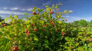 himbeere-strauch