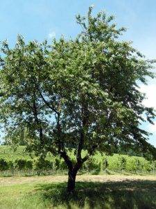 Kirschbaum