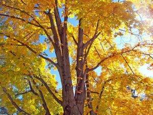 Holz Ahorn