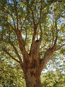 Platane