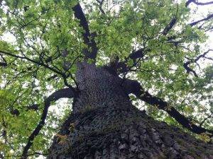 Eiche