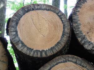 holzschaedlinge-holzblaeue