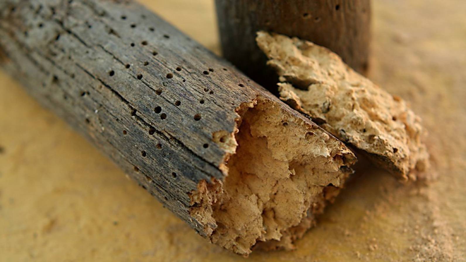 Holz Mit Holzwurm Entsorgen