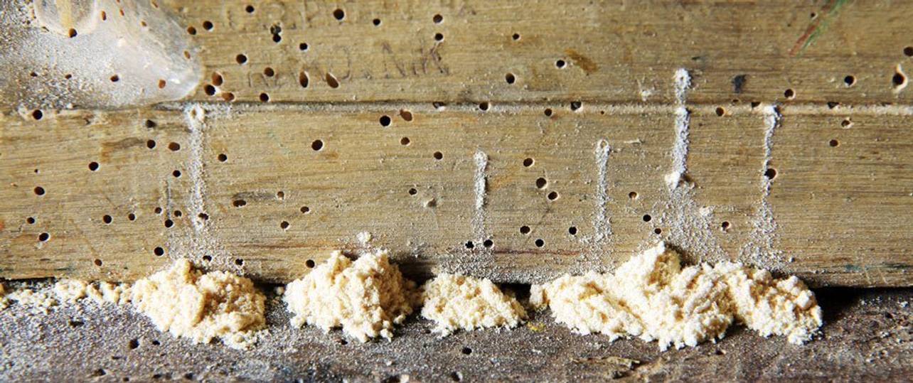 Holzwurmbekämpfung bei Holzwurmbefall durch Holzschädlinge - heimwerker.de
