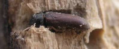 Holzwurmbekämpfung bei Holzwurmbefall durch Holzschädlinge
