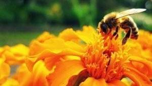 honigschleudern-biene-an-pollen