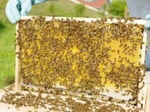 honigschleudern-bienen-krabbeln-auf-der-wabe