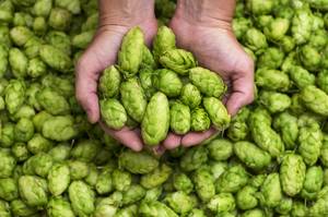 hopfen in den haenden