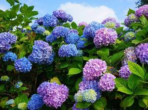 hortensien-farben