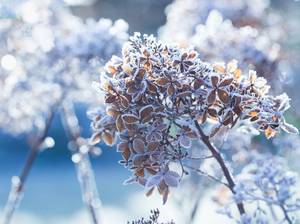 hortensien-winter