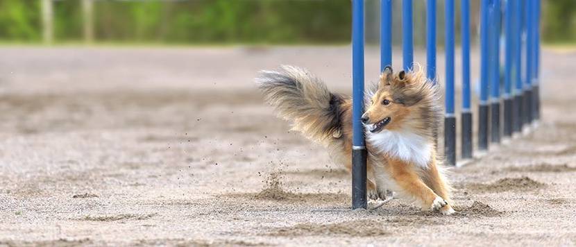 hund-agility